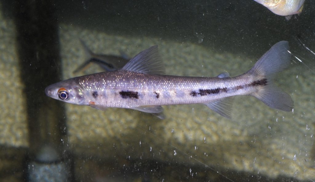 リシオダス ミクロレピス